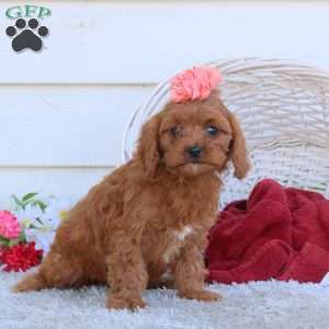 Autumn, Cavapoo Puppy