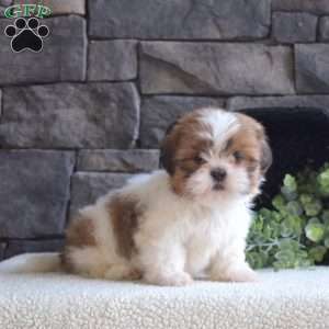 Autumn, Shih Tzu Puppy