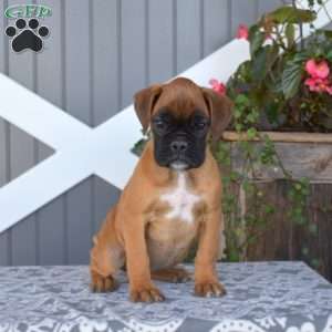Autumn, Boxer Puppy
