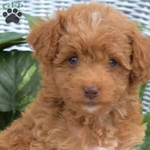 Autumn, Mini Goldendoodle Puppy