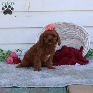 Autumn, Cavapoo Puppy