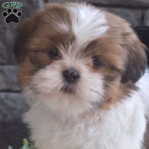 Autumn, Shih Tzu Puppy