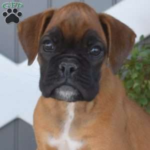 Autumn, Boxer Puppy