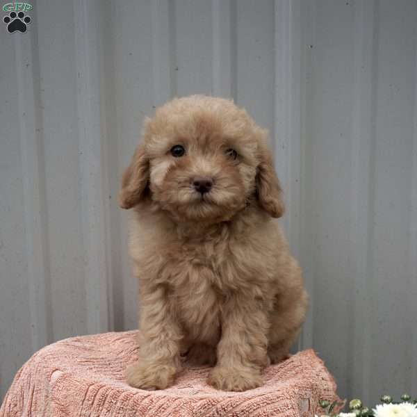 Autumn, Mini Labradoodle Puppy