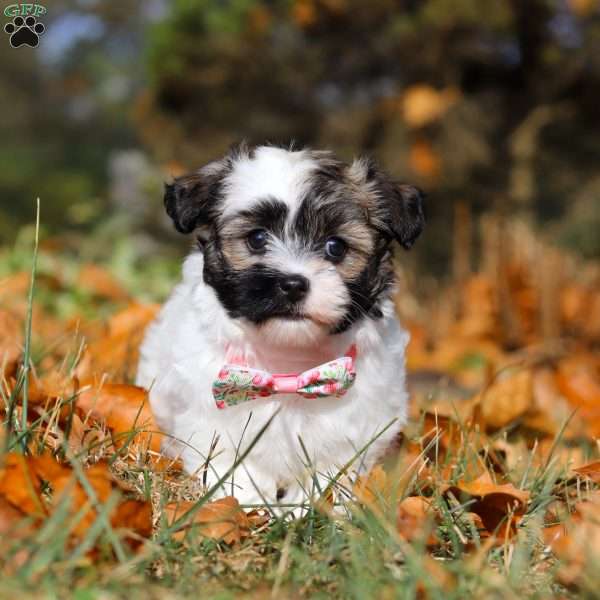 Autumn, Havanese Puppy