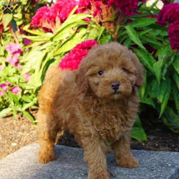 Autumn, Miniature Poodle Puppy