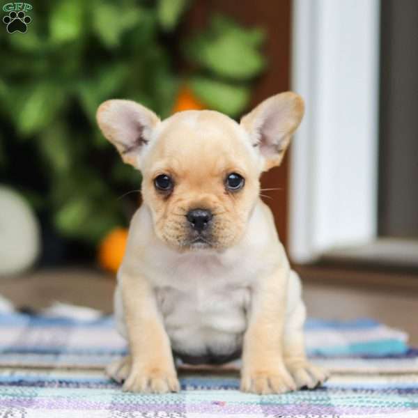 Avery, French Bulldog Puppy