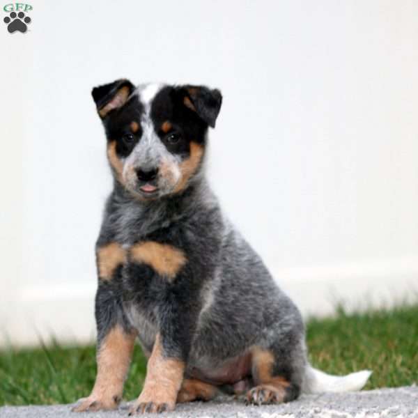 Avery, Blue Heeler – Australian Cattle Dog Puppy