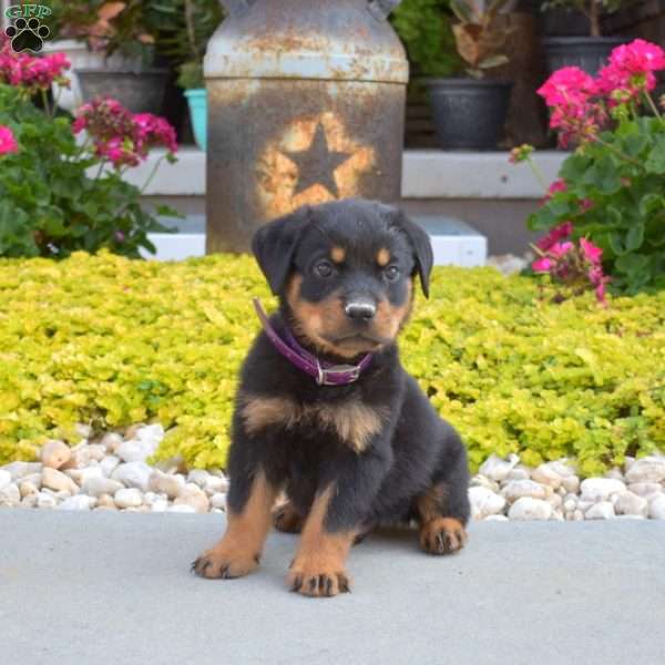 Axel, Rottweiler Puppy