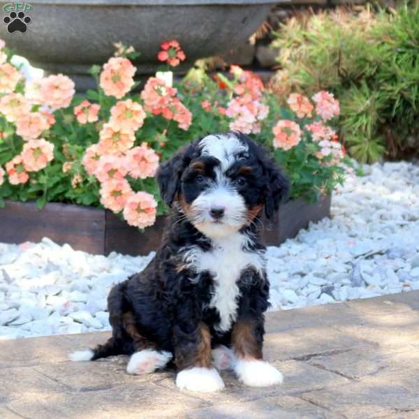 Axel, Mini Bernedoodle Puppy