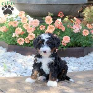 Axel, Mini Bernedoodle Puppy