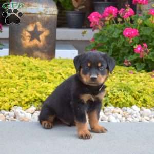 Axel, Rottweiler Puppy