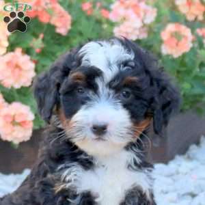 Axel, Mini Bernedoodle Puppy