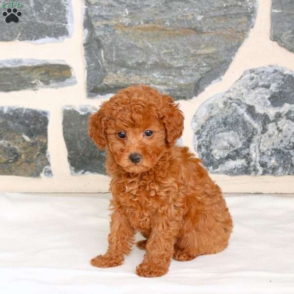 Azzie, Toy Poodle Puppy