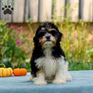 Alexa, Cavachon Puppy
