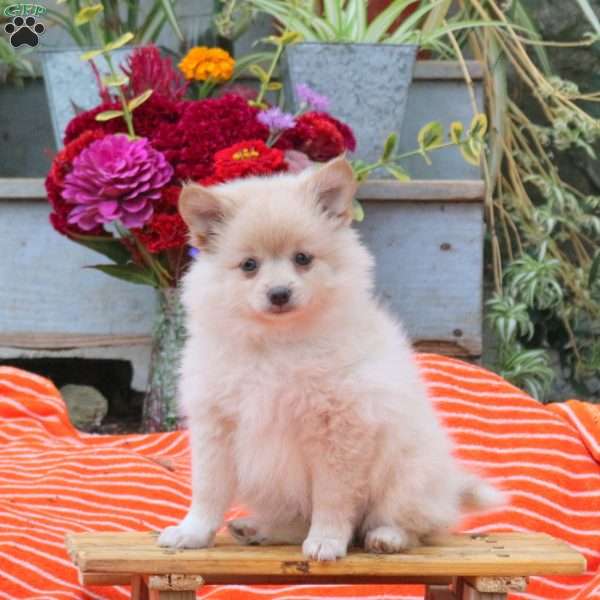 Babe, Pomeranian Puppy
