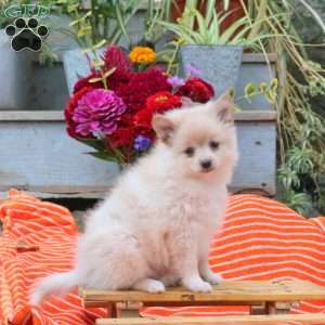 Babe, Pomeranian Puppy