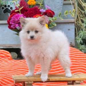 Babe, Pomeranian Puppy