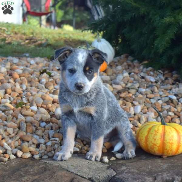 Badger, Blue Heeler – Australian Cattle Dog Puppy