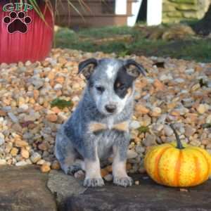 Badger, Blue Heeler – Australian Cattle Dog Puppy