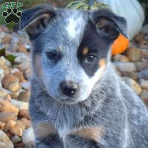Badger, Blue Heeler – Australian Cattle Dog Puppy