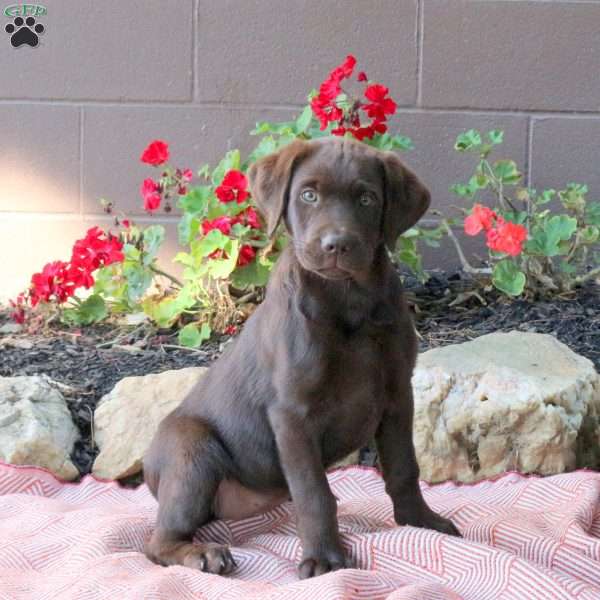 Bailey, Chocolate Labrador Retriever Puppy