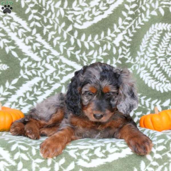 Bailey, Springerdoodle Puppy
