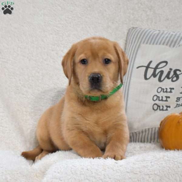 Bailey, Yellow Labrador Retriever Puppy