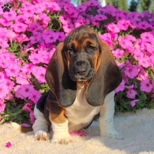 Bailey, Basset Hound Puppy