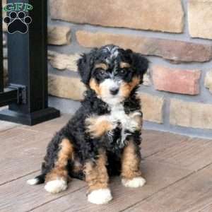 Bailey, Mini Bernedoodle Puppy
