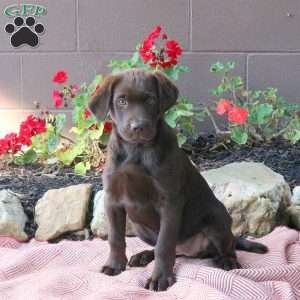 Bailey, Chocolate Labrador Retriever Puppy