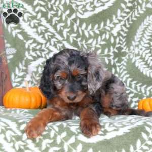 Bailey, Springerdoodle Puppy