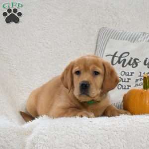 Bailey, Yellow Labrador Retriever Puppy
