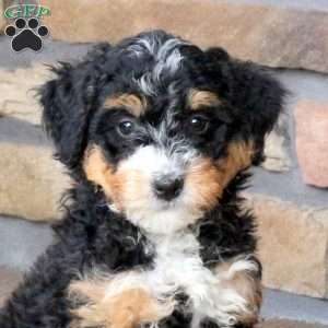 Bailey, Mini Bernedoodle Puppy