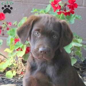 Bailey, Chocolate Labrador Retriever Puppy
