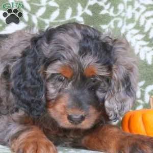 Bailey, Springerdoodle Puppy