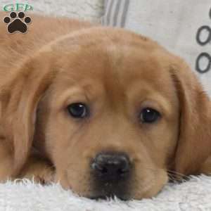 Bailey, Yellow Labrador Retriever Puppy