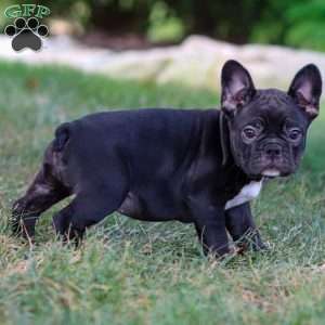 Bailey, Frenchton Puppy