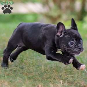 Bailey, Frenchton Puppy