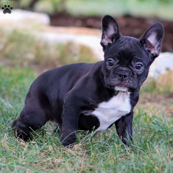 Bailey, Frenchton Puppy
