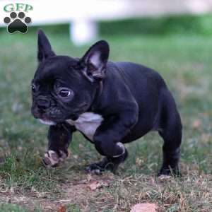 Bailey, Frenchton Puppy