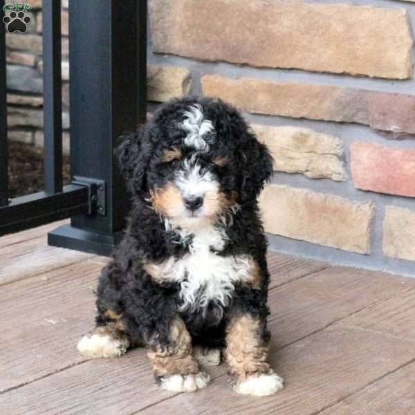 Bandit, Mini Bernedoodle Puppy
