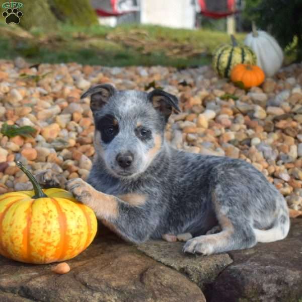 Bandit, Blue Heeler – Australian Cattle Dog Puppy
