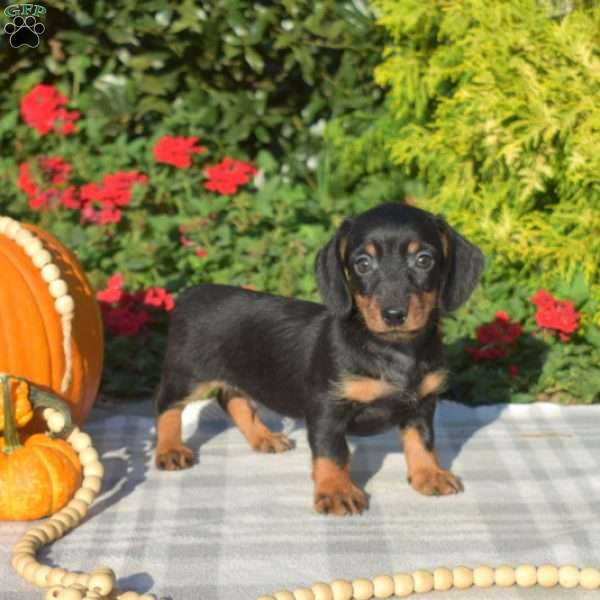 Bandit – Mini, Dachshund Puppy