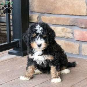Bandit, Mini Bernedoodle Puppy