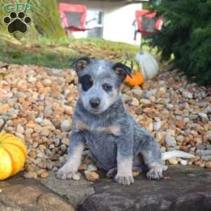 Bandit, Blue Heeler – Australian Cattle Dog Puppy