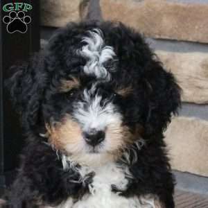 Bandit, Mini Bernedoodle Puppy