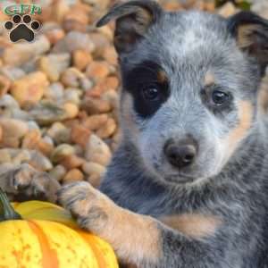 Bandit, Blue Heeler – Australian Cattle Dog Puppy