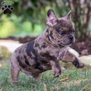 Bandit, Frenchton Puppy