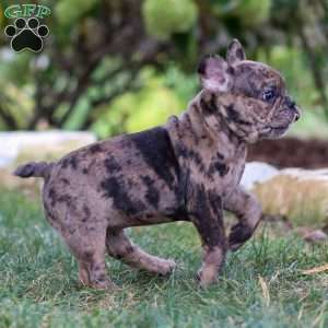 Bandit, Frenchton Puppy